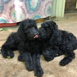 Labradoodle Puppies from Hippie Hollow Doodles
