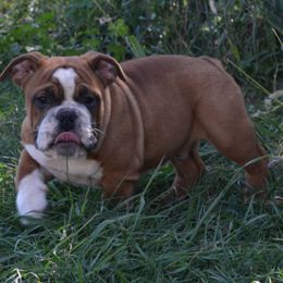Amos - Red and white male Bulldog puppy in Clarinda, Iowa from Stimson Bulldogs