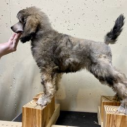 Poodle Puppies from Cosmic Caliber Standard Poodles