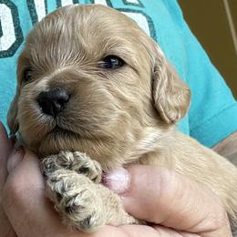 Thyme - Cream male Goldendoodle puppy in Waynesboro, Virginia from Forest Creek Kennel
