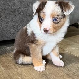 Aren - Red merle male Toy Australian Shepherd puppy in Bogata, Texas from Maple Creek Run