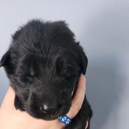 Simon - Black male German Shepherd puppy in White Cloud, Michigan from Von WestLynn German Shepherds