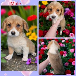 Male 3 - Sable male Pembroke Welsh Corgi puppy in Unicoi, Tennessee from Unaka Mountain Corgis