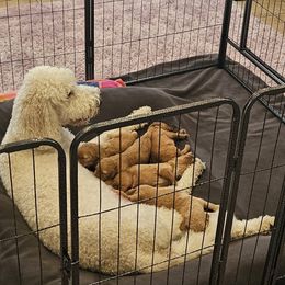 Goldendoodle puppies from SETX Doodle Den LLC