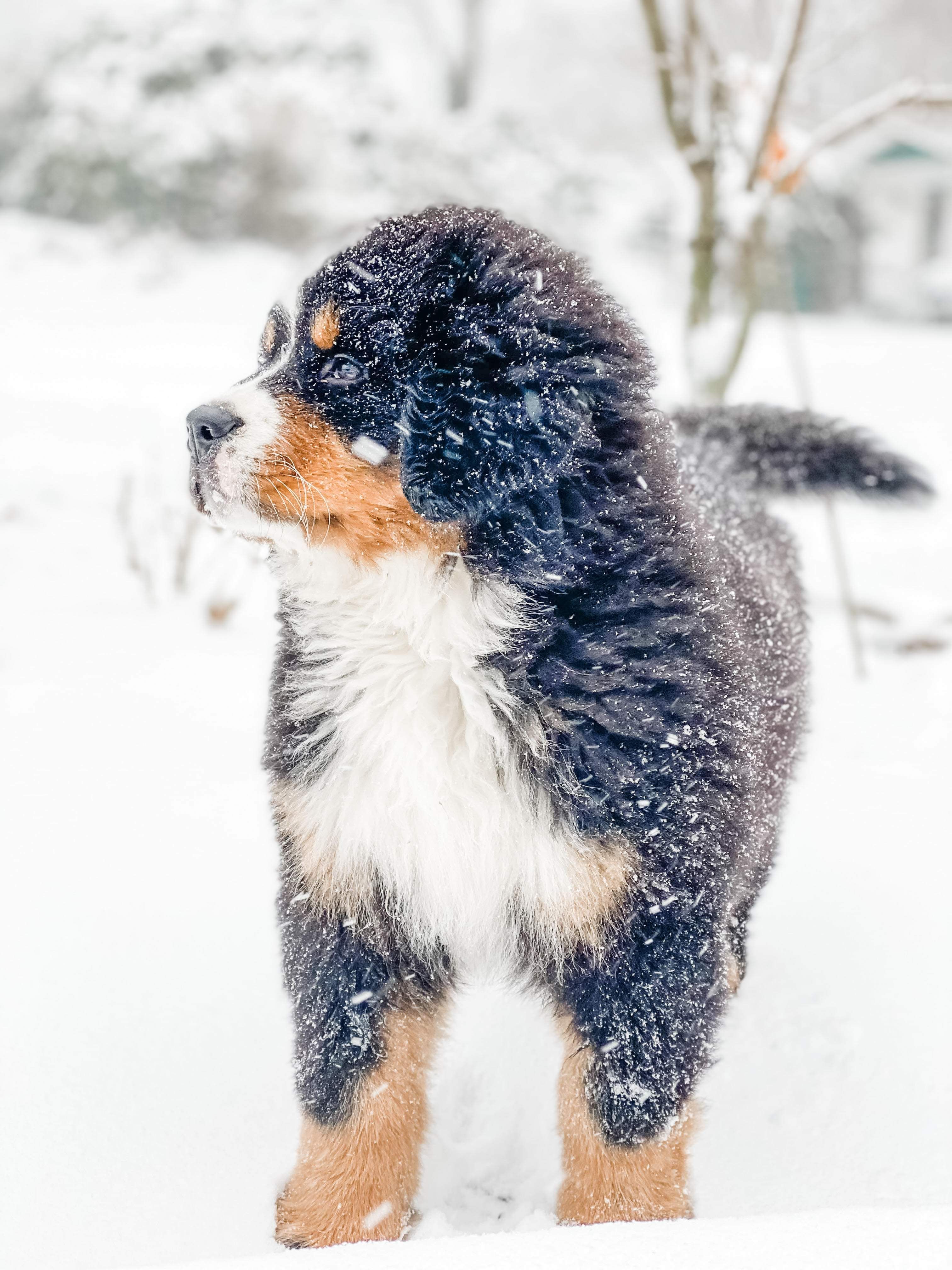 Garvin Shepherd Mountain Farms in Ohio Bernese Mountain Dog puppies