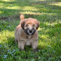 Walnut - Wheaten male Soft Coated Wheaten Terrier puppy in Kirksville, Missouri from Ironwood Ridge Kennels