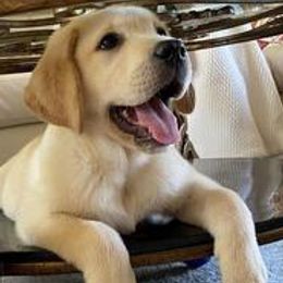 Labrador Retriever Puppies from Tru-Heart Labradors