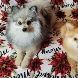 Pomeranians from Barcenas Poms