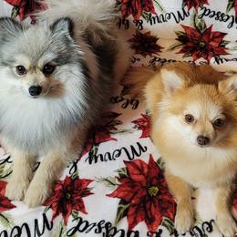 Pomeranians from Barcenas Poms