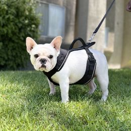 Everly - French Bulldog