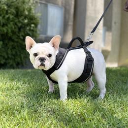 Everly - French Bulldog