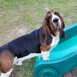 Basset Hounds from Triple H Bassetts