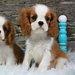 Cavalier King Charles Spaniel Puppies from Oak Haven Cavaliers
