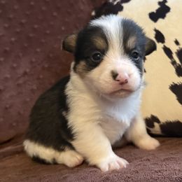 Girl 8 Black Tri - Black and white female American Corgi puppy in Scottown, Ohio from Wyndy Ridge Corgis