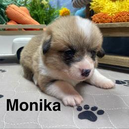 Monika - Sable female Pembroke Welsh Corgi puppy in Apison, Tennessee from Ashmore Corgis