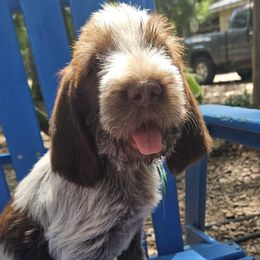 Lotti - Brown roan female Spinone Italiano puppy in Alachua, Florida from Asperida Spinoni and Dachshunds