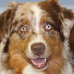 Peli - Australian Shepherd