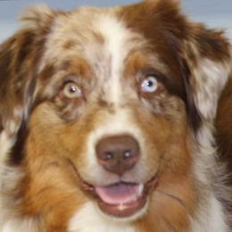Peli - Australian Shepherd