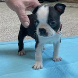 Boston Terrier Puppies from Charlie’s Pride