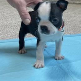 Boston Terrier Puppies from Charlie’s Pride