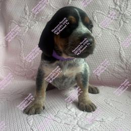 Millie - Blue ticked and tan female Bluetick Coonhound puppy in Mount Pleasant, Texas from Harmons Hounds
