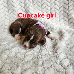 Cupcake - Brown and white female Portuguese Water Dog puppy in Narvon, Pennsylvania from Prized Family Porties