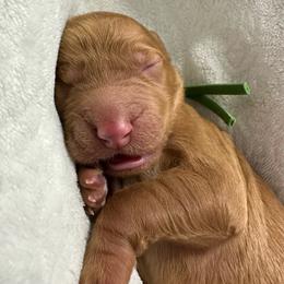 Hera-green collar - Red  female Goldendoodle puppy in Chino Valley, Arizona from Whiskey Row Royals