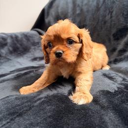Gabbana - Ruby male Cavalier King Charles Spaniel puppy in Rockville, Maryland from Skais the Limit