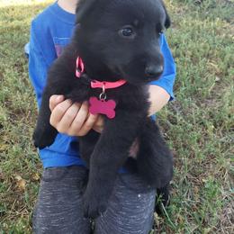 Valkyrie. (Pink) - Black seal German Shepherd puppy in Mccool Junction, Nebraska from Sininger Lagoon