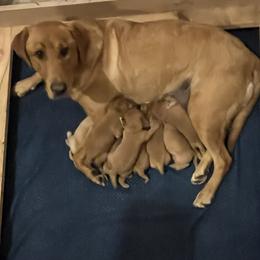 Boy 2 - Yellow male Labrador Retriever puppy in Eleva, Wisconsin from Dan's Labrador Retrievers