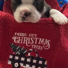 "Male #1" Boston Terrier Puppies from Holly's Boston Terriers