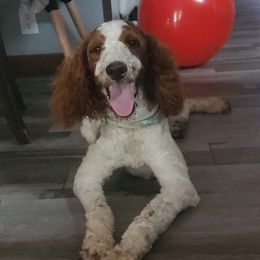Maverick - Parti male Goldendoodle puppy in Haughton, Louisiana from Bailey’s Cajun Canines