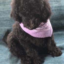 Goldendoodle and Poodle Puppies from Sugar Babies : The Gentle Doodles