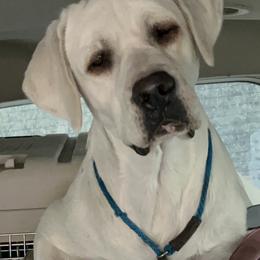 Patriot - Yellow male Labrador Retriever puppy in Morriston, Florida from Penny Lane Labradors
