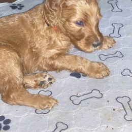 Blaze - Apricot Goldendoodle puppy in Morrow, Georgia from High Society Kennel