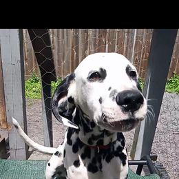 Leo - White and black Dalmatian puppy in Jacksonville, Florida from Sunrise Dalmatians 🌄