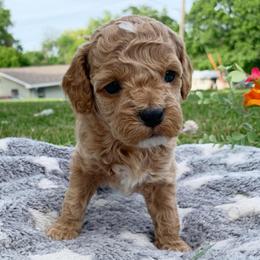 Rosie - Golden female Cockapoo puppy in Bedford, Iowa from Our Father’s Doodles