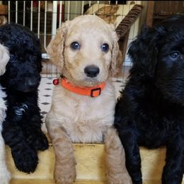Goldendoodles from DeHaven Doodles