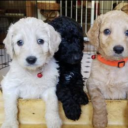Goldendoodles from DeHaven Doodles
