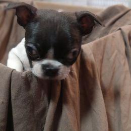 Boston Terrier Puppies from Park Kennel