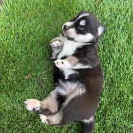 Bea - Tri-color female Pomsky puppy in La Vergne, Tennessee from Atencio Pomsky