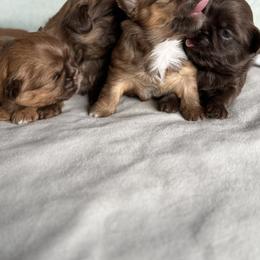 Shih Tzu Puppies from Butterfly Shih Tzu Pups