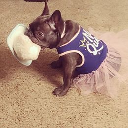 hershe - French Bulldog