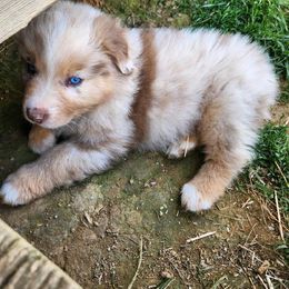 Boy 1 - Australian Shepherd puppy in Crooksville, Ohio from VanHorn Australian Shepherds