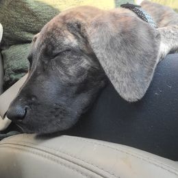 Great Dane Puppies from The Greater Dane Kennel
