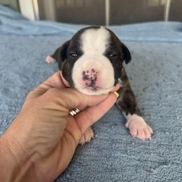 Nancy - Black brindle female American Staffordshire Terrier puppy in Marietta, Georgia from Ambition Amstaffs