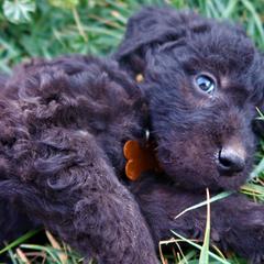 Mr Lemon - Double Doodle puppy in Kanarraville, Utah from Mary's Crazy Double Doodle Doggies