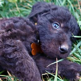 Mr Lemon - Double Doodle puppy in Kanarraville, Utah from Mary's Crazy Double Doodle Doggies