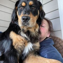 Bernese Mountain Dog, Golden Mountain Dog, and Golden Retriever Puppies from Canyon Meadows Farm