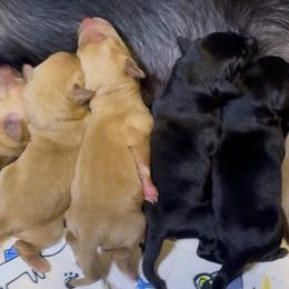 Boy 2 - Black male Labrador Retriever puppy in Newport, North Carolina from AKS’s Water Bound Retrievers